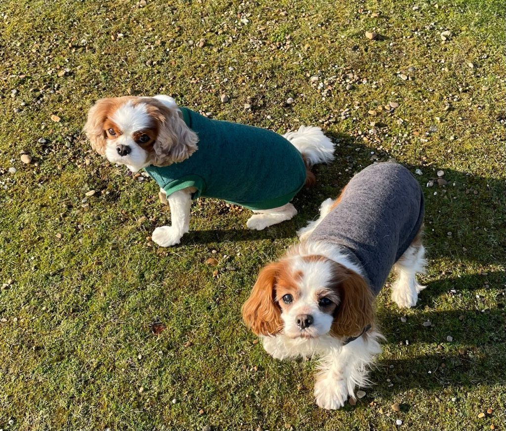 Two Cavalier King Charles Spaniels in garden on their dog boarding woodbridge
